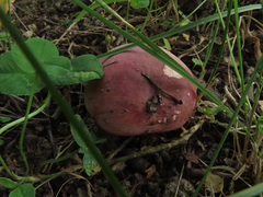 Russula subrubens