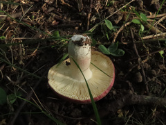 Russula subrubens