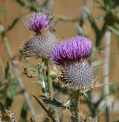 Cirsium morisianum
