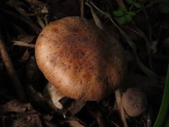 Cortinarius anomalus
