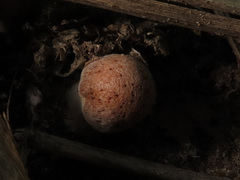 Cortinarius anomalus