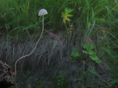 Mycena mirata