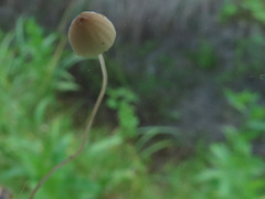 Mycena mirata