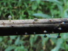 Crocicreas cyathoideum