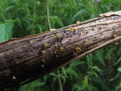 Hymenoscyphus repandus