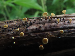 Hymenoscyphus repandus