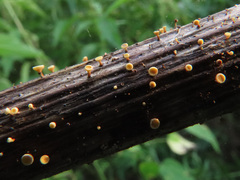 Hymenoscyphus repandus