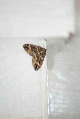 Lampropteryx suffumata