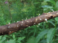 Crocicreas cyathoideum