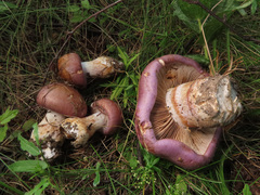 Phlegmacium balteatocumatile