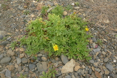 Senecio lautus