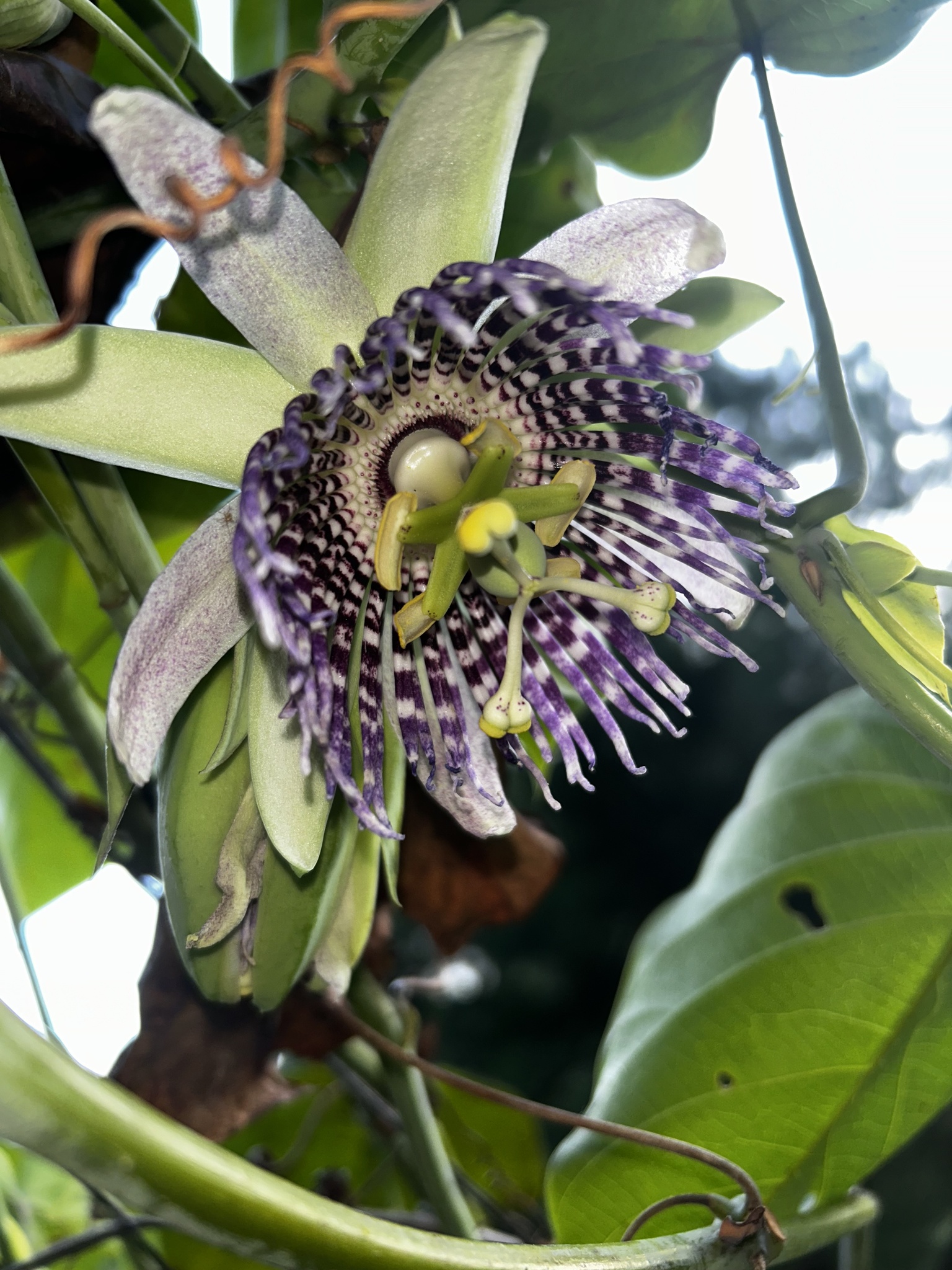 Imagem de Maracujá-doce
