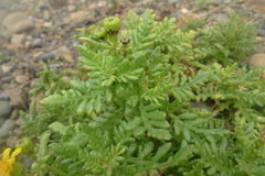 Senecio lautus