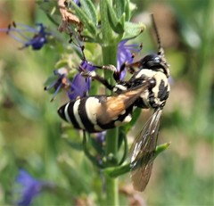 Triepeolus remigatus