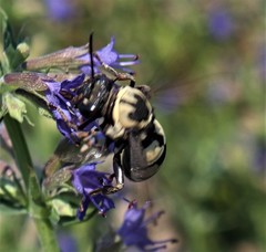 Triepeolus remigatus