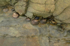 Cellana denticulata