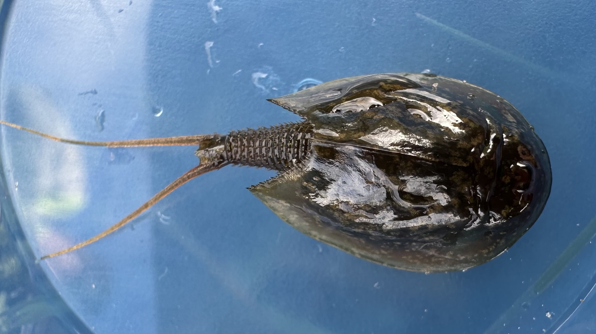 Lepidurus arcticus (Pallas, 1793)