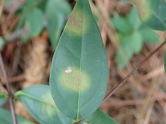 Pseudocercospora gelsemiicola