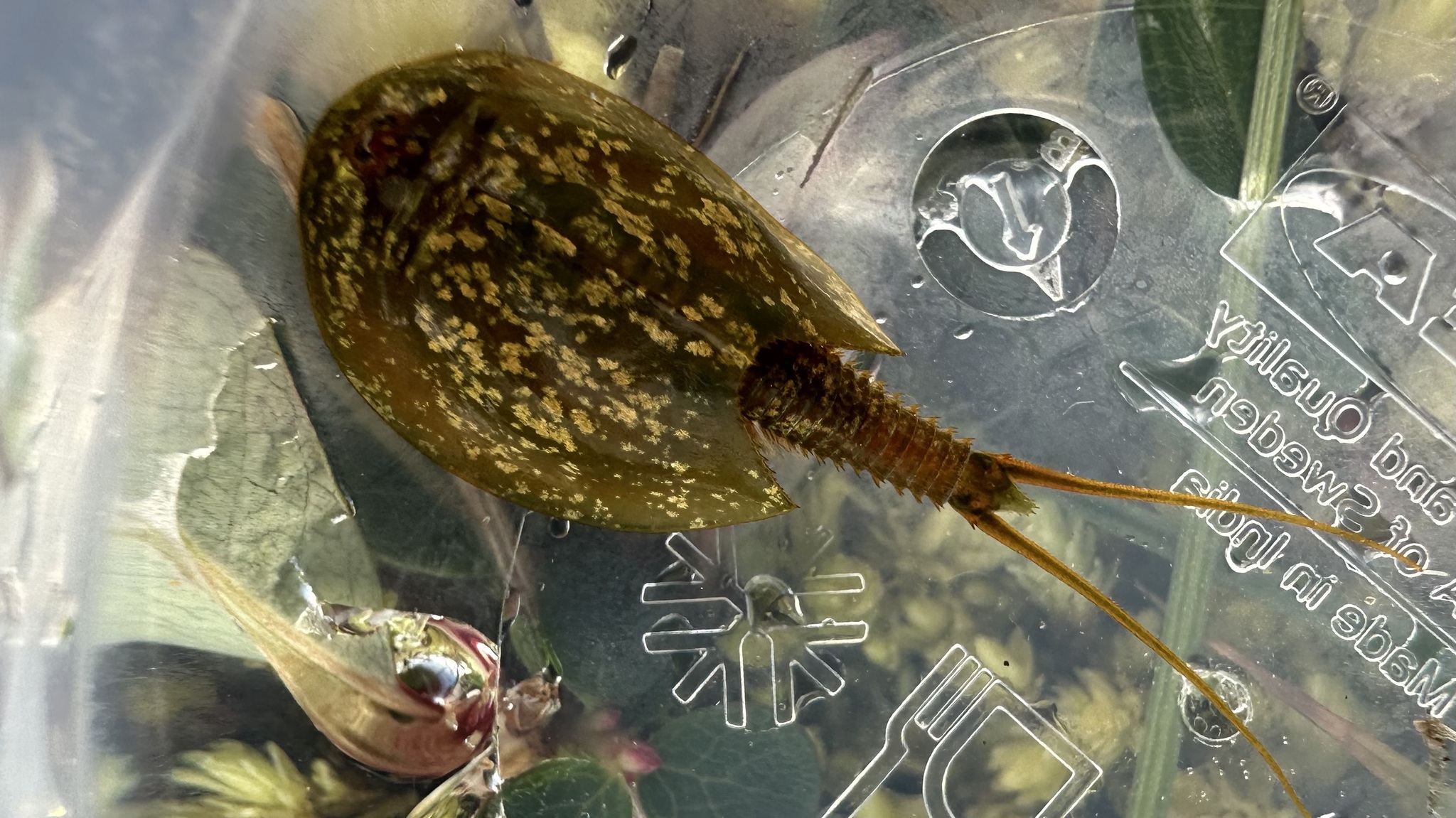 Lepidurus arcticus (Pallas, 1793)