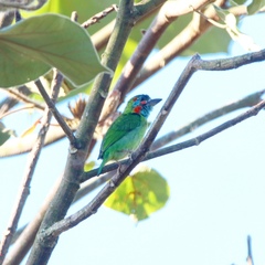 Psilopogon duvaucelii