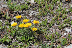 Erigeron aureus
