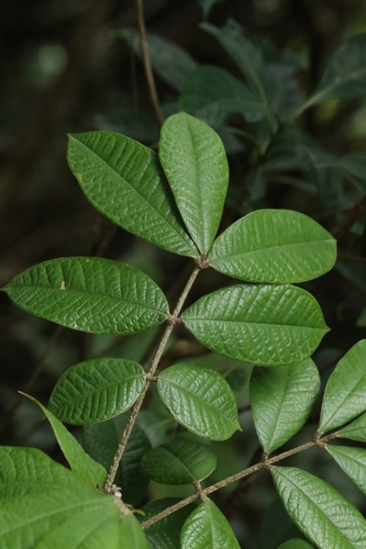Ormosia pachycarpa, photograph 4