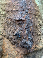 Pristaulacus fasciatus