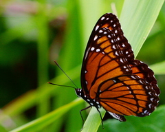 Limenitis archippus floridensis