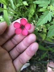 Linum grandiflorum