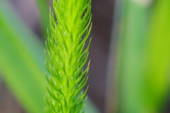 Lycopodiella