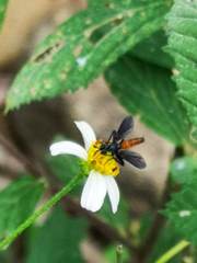Beskia