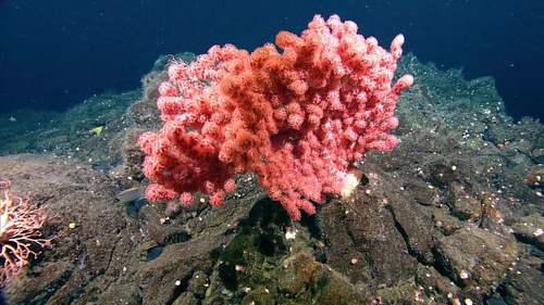 Paragorgia observed 2024-08-27