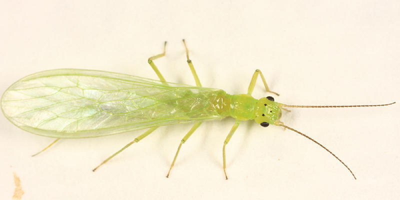 Duckhead Sallfly