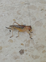 Nastonotus foreli