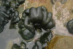 Codium convolutum