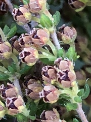 Erica leucopelta