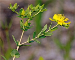 Hypericum myrtifolium