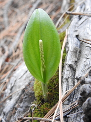 Malaxis macrostachya