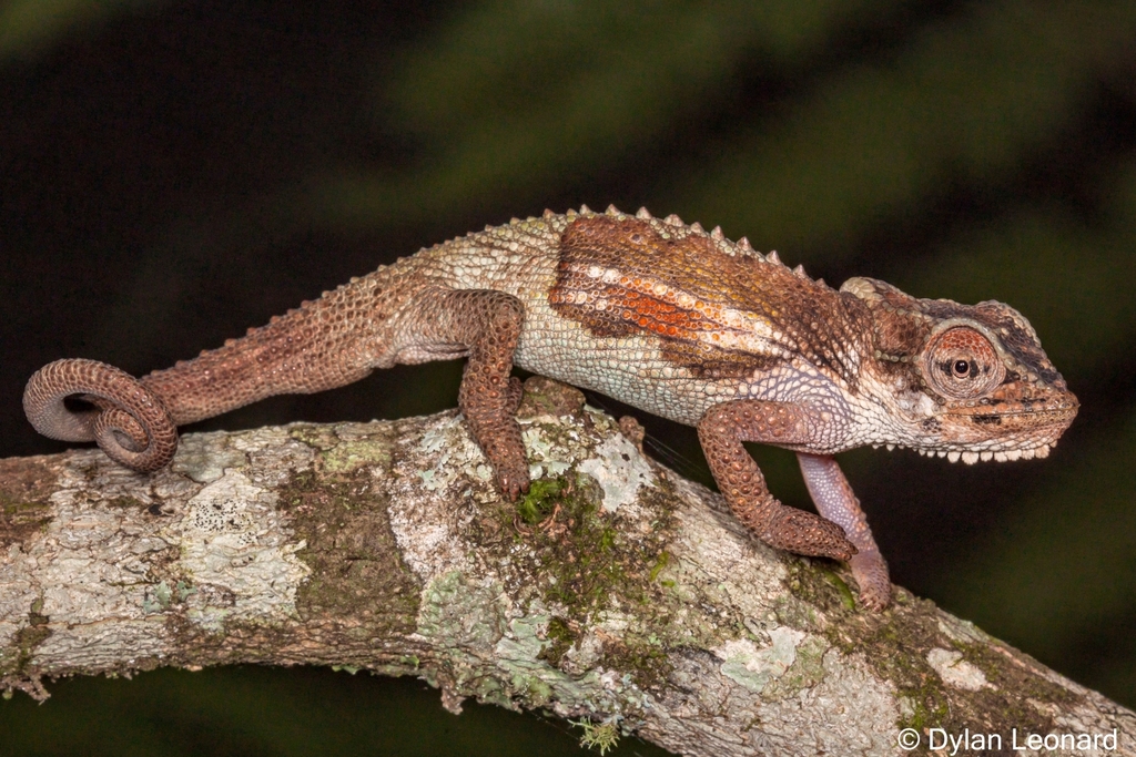 Ngome Dwarf Chameleon