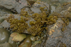 Dactylosiphon bullosus