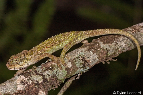 Ngome Dwarf Chameleon, Bradypodion ngomeense
