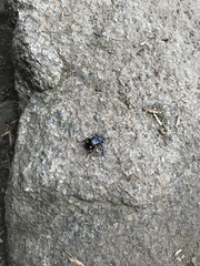 Nicrophorus defodiens