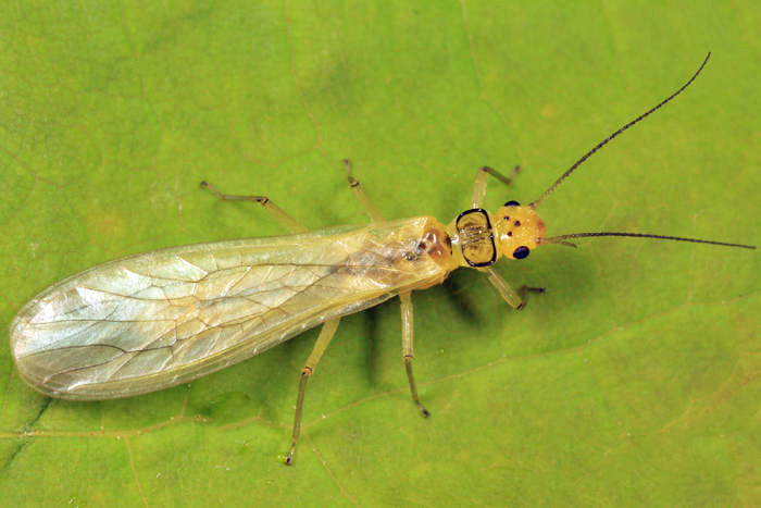 Curved Sallfly