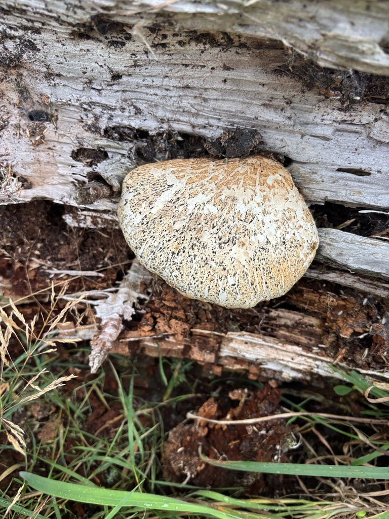 Neolentinus lepideus · March 2025 · photo: © conehead_nz (iNaturalist, cc-by)