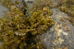 Dactylosiphon bullosus