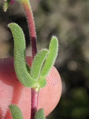Delosperma neethlingiae