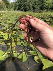 Potamogeton zosteriformis