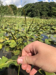 Potamogeton zosteriformis