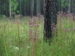 Carphephorus odoratissimus