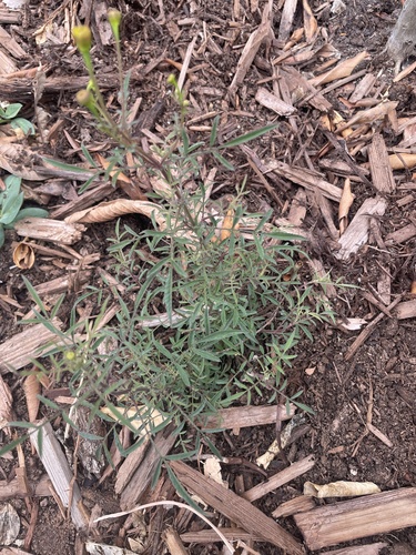 Tagetes lemmonii iNat (1)